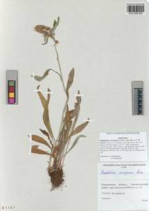 Omalotheca norvegica (Gunnerus) Sch. Bip. & F. W. Schultz, Siberia, Altai & Sayany Mountains (S2) (Russia)