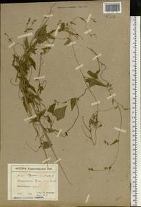 Fallopia convolvulus (L.) Á. Löve, Eastern Europe, North Ukrainian region (E11) (Ukraine)