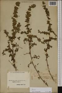 Ononis, Western Europe (EUR)