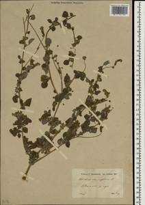 Heliotropium supinum L., South Asia, South Asia (Asia outside ex-Soviet states and Mongolia) (ASIA) (Turkey)