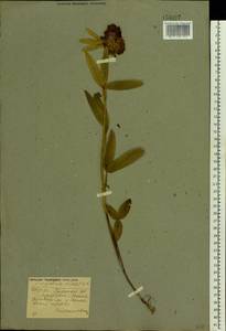 Trifolium alpestre L., Eastern Europe, Western region (E3) (Russia)