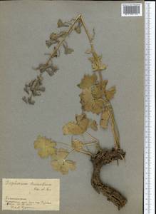 Delphinium dasyanthum Kar. & Kir., Middle Asia, Pamir & Pamiro-Alai (M2) (Tajikistan)