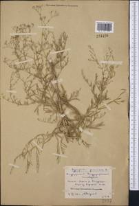 Gypsophila paniculata L., Middle Asia, Northern & Central Kazakhstan (M10) (Kazakhstan)