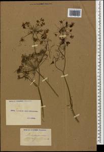 Anethum graveolens L., Caucasus, Armenia (K5) (Armenia)