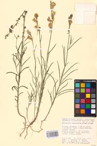 MHA 0 159 312, Linaria macroura (M. Bieb.) M. Bieb., Eastern Europe, Lower Volga region (E9) (Russia)