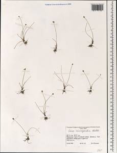 Carex microglochin Wahlenb., Mongolia (MONG) (Mongolia)