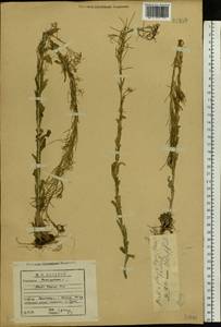 Arabis planisiliqua (Pers.) Rchb., Eastern Europe, Volga-Kama region (E7) (Russia)