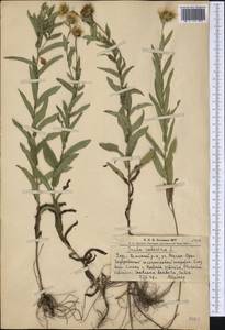 Pentanema salicinum (L.) D. Gut. Larr., Santos-Vicente, Anderb., E. Rico & M. M. Mart. Ort., Siberia, Altai & Sayany Mountains (S2) (Russia)
