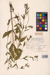 Epilobium ciliatum subsp. ciliatum, Eastern Europe, West Ukrainian region (E13) (Ukraine)