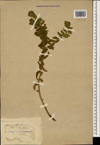 Alkanna orientalis (L.) Boiss., Caucasus, Turkish Caucasus (NE Turkey) (K7) (Turkey)