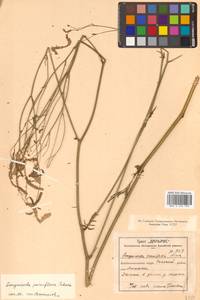 Poterium tenuifolium var. alba (Trautv. & C. A. Mey.), Siberia, Russian Far East (S6) (Russia)