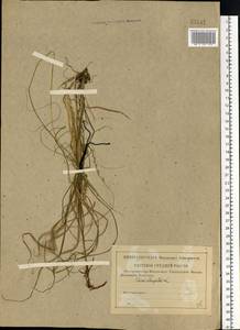 Carex elongata L., Eastern Europe, Central region (E4) (Russia)