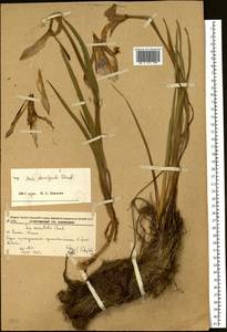 Iris laevigata Fisch., Siberia, Russian Far East (S6) (Russia)