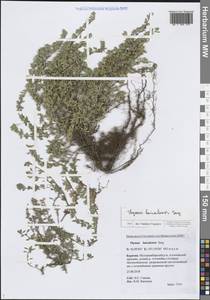 Thymus baicalensis Serg., Siberia, Baikal & Transbaikal region (S4) (Russia)