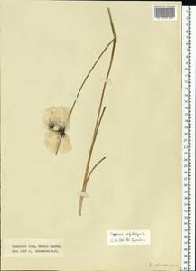 Eriophorum angustifolium Honck., Eastern Europe, Northern region (E1) (Russia)