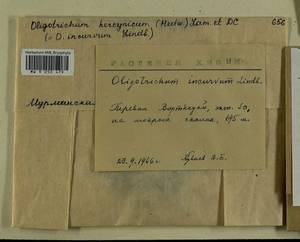 Oligotrichum hercynicum (Hedw.) DC., Bryophytes, Bryophytes - Karelia, Leningrad & Murmansk Oblasts (B4) (Russia)