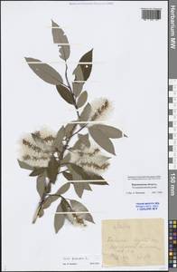 Salix triandra L., Eastern Europe, Central forest-and-steppe region (E6) (Russia)