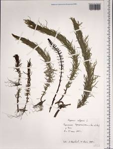 Hippuris vulgaris L., Siberia, Baikal & Transbaikal region (S4) (Russia)