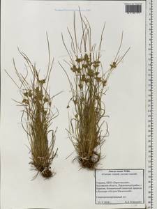 Juncus tenuis Willd., Eastern Europe, North Ukrainian region (E11) (Ukraine)
