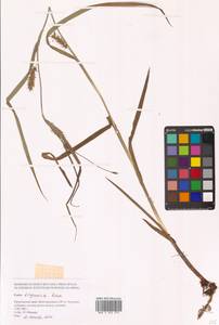 Carex kirganica Kom., Siberia, Russian Far East (S6) (Russia)