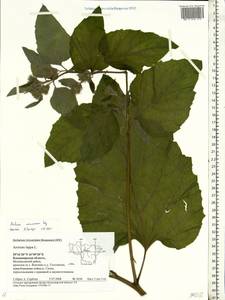 Arctium nemorosum Lej., Eastern Europe, Central region (E4) (Russia)