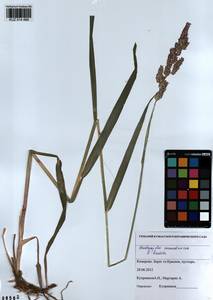 Phalaris arundinacea L., Siberia, Altai & Sayany Mountains (S2) (Russia)