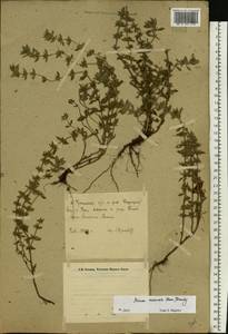 Clinopodium acinos (L.) Kuntze, Eastern Europe, Eastern region (E10) (Russia)