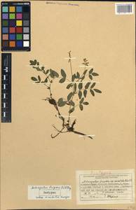 Astragalus frigidus (L.) A.Gray, Siberia, Central Siberia (S3) (Russia)