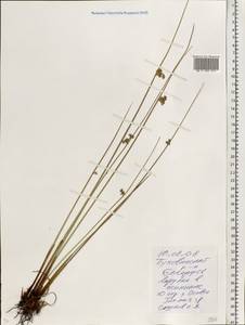 Juncus, Eastern Europe, Belarus (E3a) (Belarus)