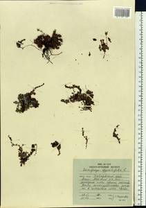 Saxifraga oppositifolia L., Siberia, Russian Far East (S6) (Russia)