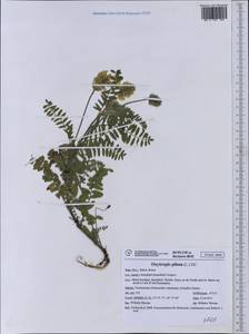 Oxytropis pilosa (L.)DC., Western Europe (EUR) (Italy)
