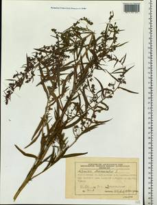 Artemisia dracunculus L., Siberia, Central Siberia (S3) (Russia)
