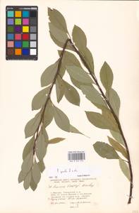 Prunus pumila L., Eastern Europe, Moscow region (E4a) (Russia)