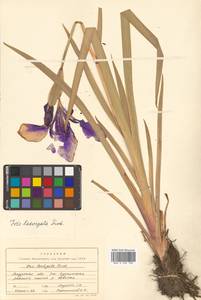 Iris laevigata Fisch., Siberia, Russian Far East (S6) (Russia)