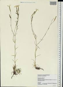 Dianthus arenarius, Eastern Europe, Central forest-and-steppe region (E6) (Russia)