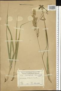Calamagrostis varia (Schrad.) Host, Siberia, Altai & Sayany Mountains (S2) (Russia)
