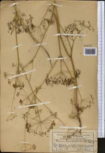 Elwendia chaerophylloides (Regel & Schmalh.) Pimenov & Kljuykov, Middle Asia, Western Tian Shan & Karatau (M3) (Kazakhstan)