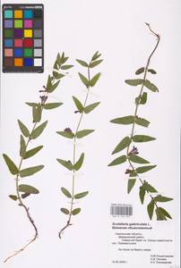 MHA 0 155 405, Scutellaria galericulata L., Eastern Europe, Western region (E3) (Russia)