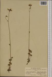 Saxifraga granulata, Western Europe (EUR) (Poland)
