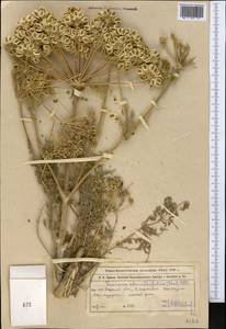 Zosima absinthifolia (Vent.) Link, Middle Asia, Muyunkumy, Balkhash & Betpak-Dala (M9) (Kazakhstan)