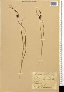 Carex pamirensis subsp. dichroa Malyschev, Caucasus, Stavropol Krai, Karachay-Cherkessia & Kabardino-Balkaria (K1b) (Russia)