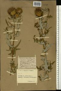 Lophiolepis serrulata (M. Bieb.) Del Guacchio, Bures, Iamonico & P. Caputo, Eastern Europe, Rostov Oblast (E12a) (Russia)