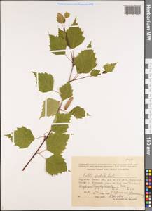 Betula pendula Roth, Middle Asia, Western Tian Shan & Karatau (M3) (Kyrgyzstan)