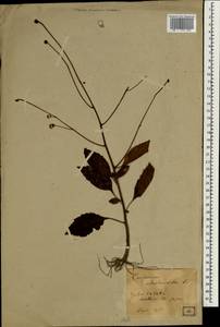 Carpesium abrotanoides L., South Asia, South Asia (Asia outside ex-Soviet states and Mongolia) (ASIA) (Japan)