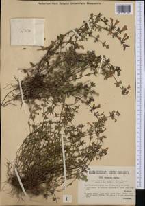 Clinopodium alpinum (L.) Kuntze, Western Europe (EUR) (Slovenia)