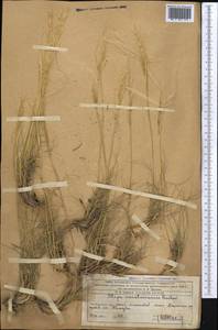 Stipa karataviensis Roshev., Middle Asia, Western Tian Shan & Karatau (M3) (Kazakhstan)