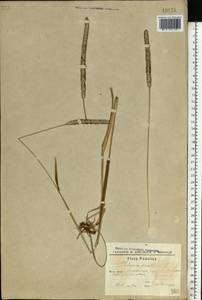 Phleum pratense L., Eastern Europe, South Ukrainian region (E12) (Ukraine)