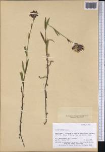 Silene repens Patrin, America (AMER) (United States)