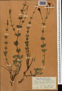 Silene chlorifolia Sm., Caucasus, Dagestan (K2) (Russia)