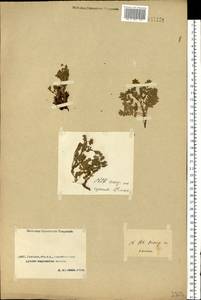 Sibbaldianthe bifurca (L.) Kurtto & T. Erikss., Middle Asia, Caspian Ustyurt & Northern Aralia (M8) (Kazakhstan)